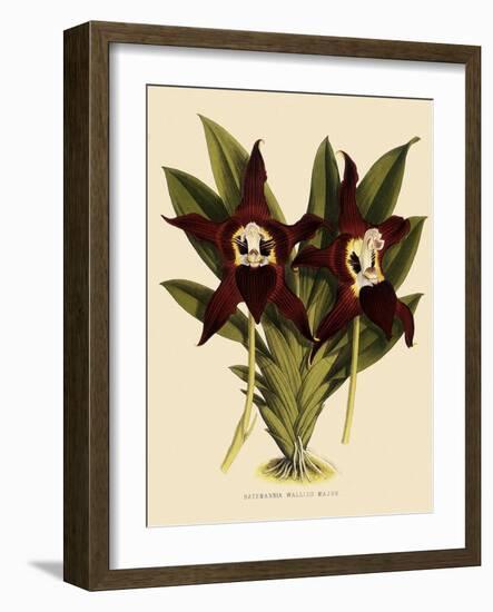 Batemannia Wallisii-John Nugent Fitch-Framed Giclee Print