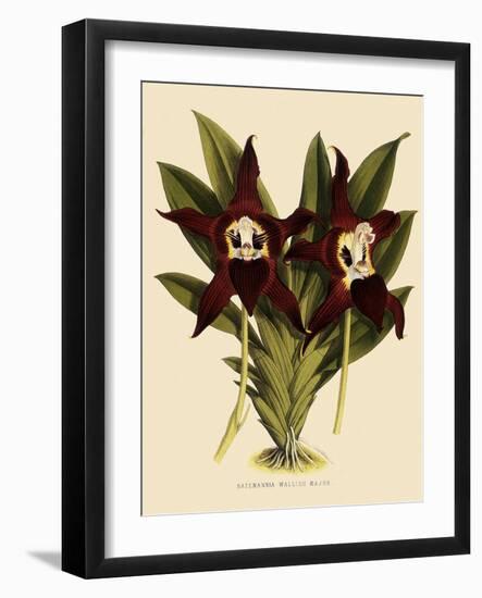 Batemannia Wallisii-John Nugent Fitch-Framed Giclee Print