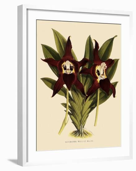 Batemannia Wallisii-John Nugent Fitch-Framed Giclee Print