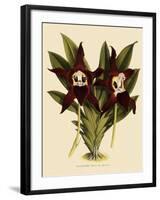 Batemannia Wallisii-John Nugent Fitch-Framed Giclee Print