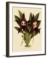 Batemannia Wallisii-John Nugent Fitch-Framed Giclee Print