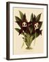 Batemannia Wallisii-John Nugent Fitch-Framed Giclee Print