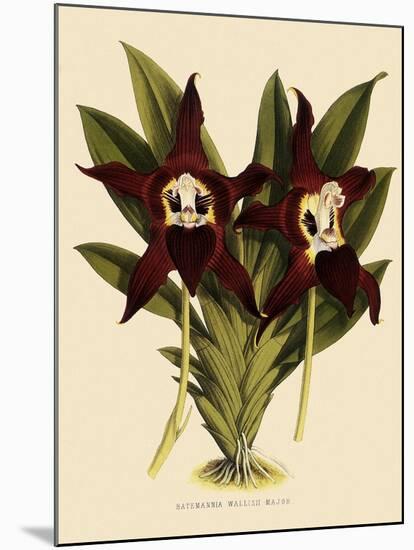 Batemannia Wallisii-John Nugent Fitch-Mounted Giclee Print