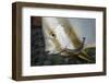 Batfish Cleaned by Cleaner Wrasse, Maldives-Reinhard Dirscherl-Framed Photographic Print