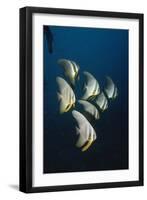 Batfish-null-Framed Photographic Print