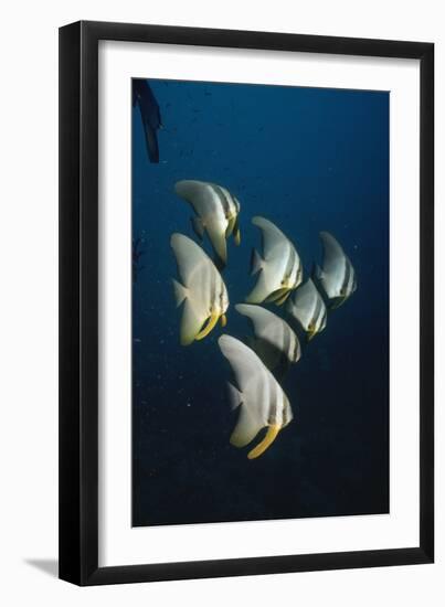 Batfish-null-Framed Photographic Print