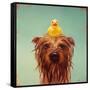 Bath Time-Lucia Heffernan-Framed Stretched Canvas