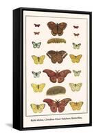 Bath Whites, Cloudless Giant Sulphers, Butterflies,-Albertus Seba-Framed Stretched Canvas