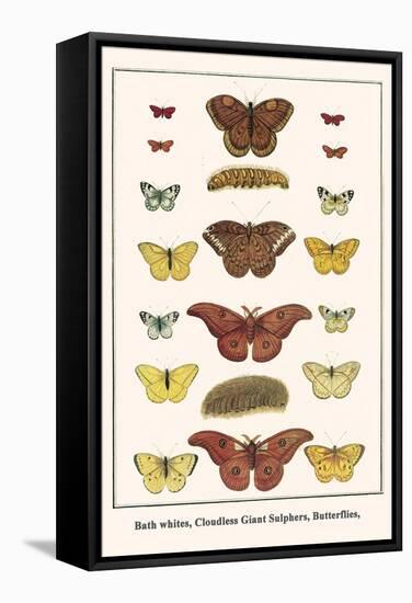 Bath Whites, Cloudless Giant Sulphers, Butterflies,-Albertus Seba-Framed Stretched Canvas