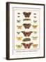 Bath Whites, Cloudless Giant Sulphers, Butterflies,-Albertus Seba-Framed Art Print