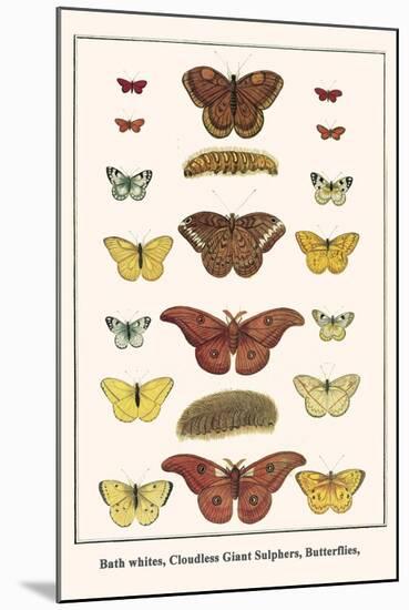 Bath Whites, Cloudless Giant Sulphers, Butterflies,-Albertus Seba-Mounted Art Print