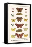 Bath Whites, Cloudless Giant Sulphers, Butterflies,-Albertus Seba-Framed Stretched Canvas