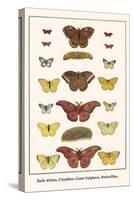 Bath Whites, Cloudless Giant Sulphers, Butterflies,-Albertus Seba-Stretched Canvas