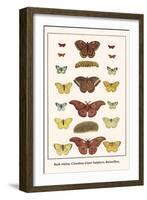 Bath Whites, Cloudless Giant Sulphers, Butterflies,-Albertus Seba-Framed Art Print