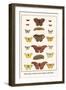 Bath Whites, Cloudless Giant Sulphers, Butterflies,-Albertus Seba-Framed Art Print