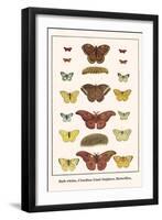 Bath Whites, Cloudless Giant Sulphers, Butterflies,-Albertus Seba-Framed Art Print