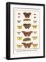 Bath Whites, Cloudless Giant Sulphers, Butterflies,-Albertus Seba-Framed Art Print