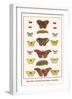 Bath Whites, Cloudless Giant Sulphers, Butterflies,-Albertus Seba-Framed Art Print