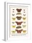 Bath Whites, Cloudless Giant Sulphers, Butterflies,-Albertus Seba-Framed Art Print