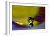 Bathed in Yellow-Heidi Westum-Framed Photographic Print