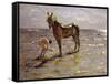 Bathing a Horse, 1905-Valentin Aleksandrovich Serov-Framed Stretched Canvas