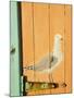 Bathing Boxes, Middle Brighton Beach, Port Phillip Bay, Melbourne, Victoria, Australia-David Wall-Mounted Photographic Print