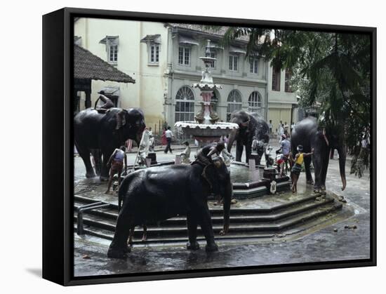 Bathing Elephants in Fountain, Kandy, Sri Lanka-Alain Evrard-Framed Stretched Canvas