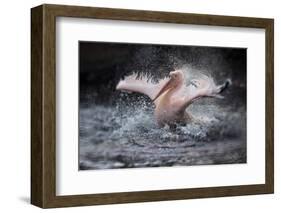 Bathing Fun-Antje Wenner-Braun-Framed Photographic Print