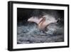 Bathing Fun-Antje Wenner-Braun-Framed Photographic Print