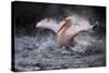 Bathing Fun-Antje Wenner-Braun-Stretched Canvas