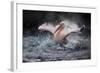 Bathing Fun-Antje Wenner-Braun-Framed Photographic Print