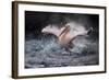 Bathing Fun-Antje Wenner-Braun-Framed Photographic Print