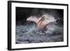 Bathing Fun-Antje Wenner-Braun-Framed Photographic Print