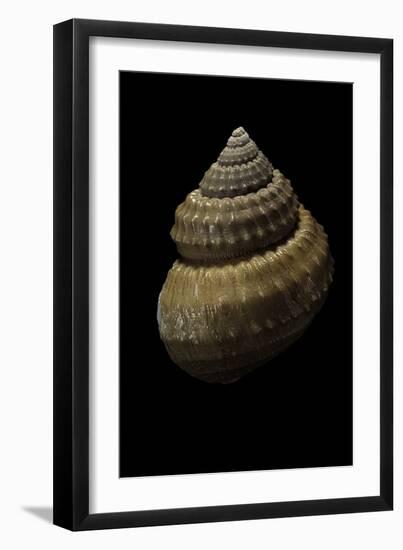 Bathybembix Bairdii-Paul Starosta-Framed Photographic Print