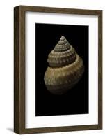 Bathybembix Bairdii-Paul Starosta-Framed Photographic Print