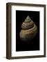 Bathybembix Bairdii-Paul Starosta-Framed Photographic Print