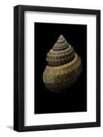 Bathybembix Bairdii-Paul Starosta-Framed Photographic Print