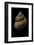 Bathybembix Bairdii-Paul Starosta-Framed Photographic Print