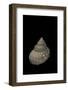 Bathybembix Crumpii-Paul Starosta-Framed Photographic Print