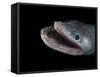Bathypelagic Lizard Fish (Bathysaurus Ferox), Deep Sea Atlantic Ocean-David Shale-Framed Stretched Canvas