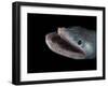 Bathypelagic Lizard Fish (Bathysaurus Ferox), Deep Sea Atlantic Ocean-David Shale-Framed Photographic Print