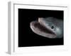 Bathypelagic Lizard Fish (Bathysaurus Ferox), Deep Sea Atlantic Ocean-David Shale-Framed Photographic Print