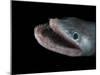 Bathypelagic Lizard Fish (Bathysaurus Ferox), Deep Sea Atlantic Ocean-David Shale-Mounted Photographic Print