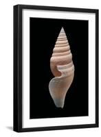 Bathytoma Luehdorfi-Paul Starosta-Framed Photographic Print