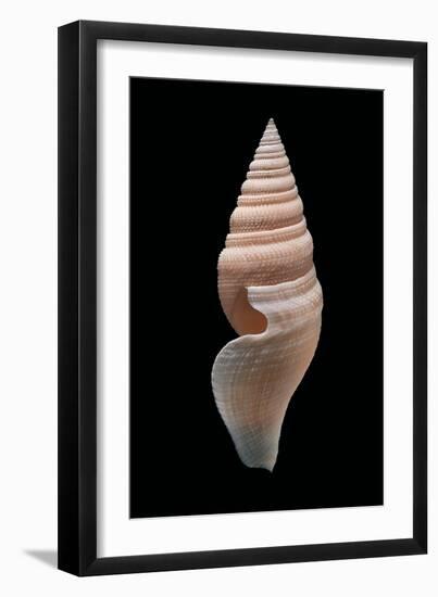 Bathytoma Luehdorfi-Paul Starosta-Framed Photographic Print