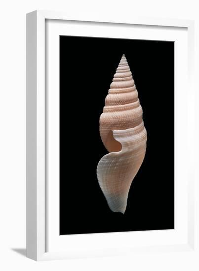 Bathytoma Luehdorfi-Paul Starosta-Framed Photographic Print