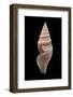 Bathytoma Luehdorfi-Paul Starosta-Framed Photographic Print