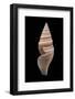 Bathytoma Luehdorfi-Paul Starosta-Framed Photographic Print