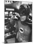 Batman Adam West and "Robin" Burt Ward in Bat Mobile, on Set During Shooting of Scene-Yale Joel-Mounted Premium Photographic Print