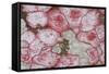 Baton Rouge Lichen-null-Framed Stretched Canvas